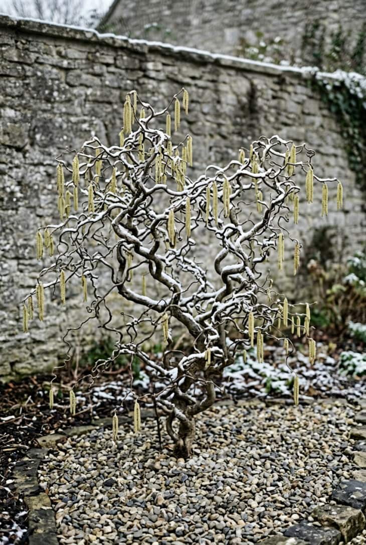 Bare contorted hazel with corkscrew branches and hanging yellow catkins in front of a gray stone wall