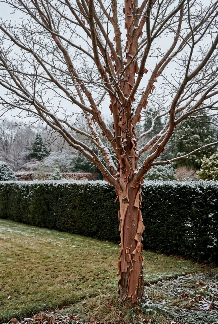 Leafless paperbark maple with curling cinnamon bark in front of a dark evergreen hedge with light snow