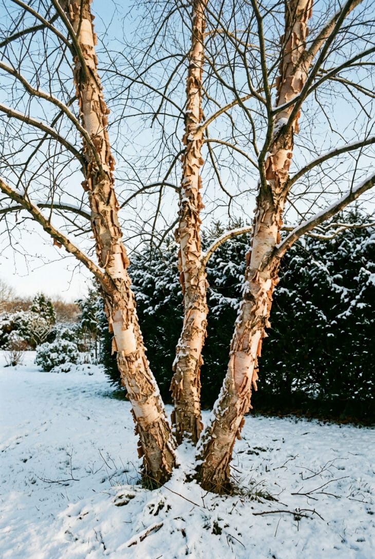 Three-trunk river birch with curling cream and salmon bark in a snowy lawn in low winter sun