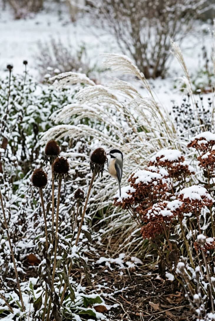 Snowy winter border of coneflower seedheads and rust-brown sedum heads with a chickadee on a seedhead